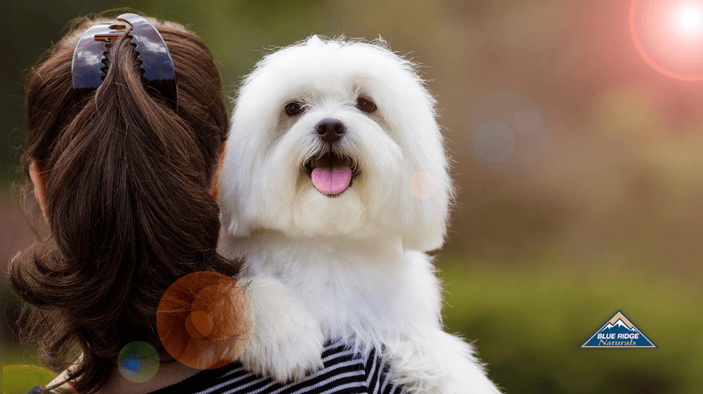 Why Life Is Better With A Dog