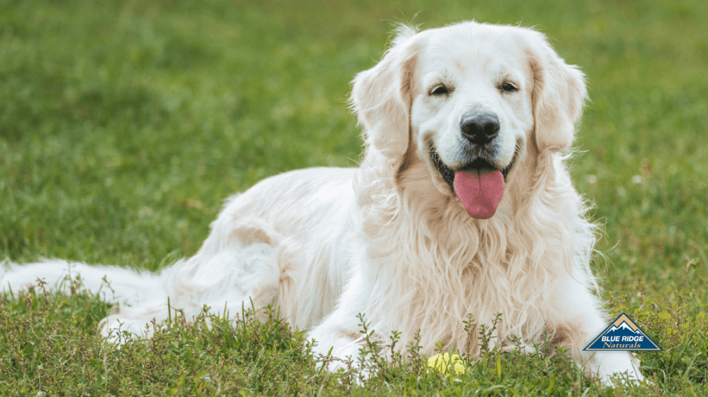 A cheerful white dog sits comfortably on the lush lawn.