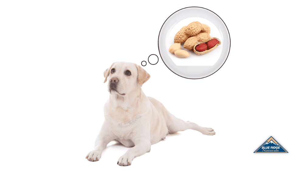 Can Dogs Eat Peanuts?