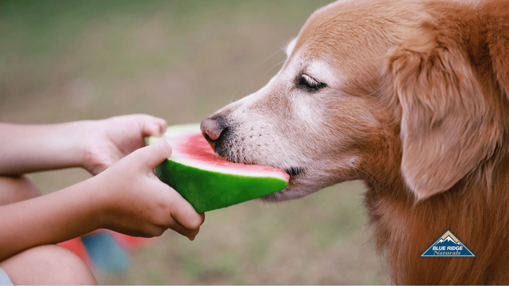 Can Dogs Eat Watermelon