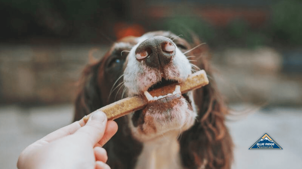 Dog biting on dental treat given by owner.