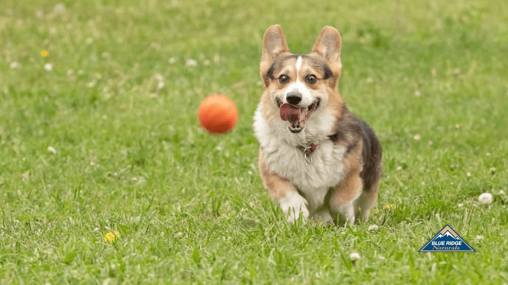 Meat Treats For Dogs & Why They Love ‘Em
