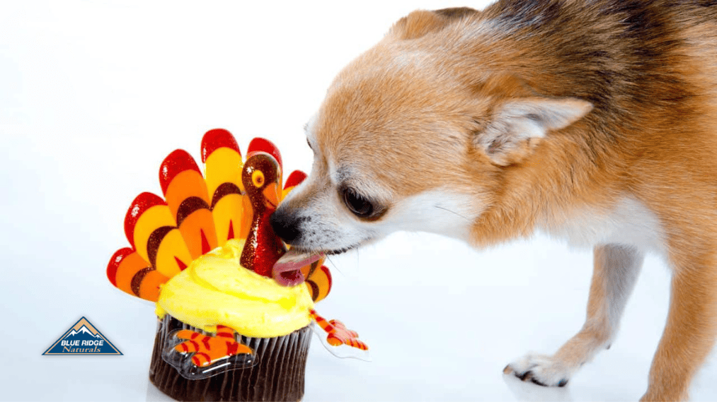 What Thanksgiving Foods Can Dogs Eat?