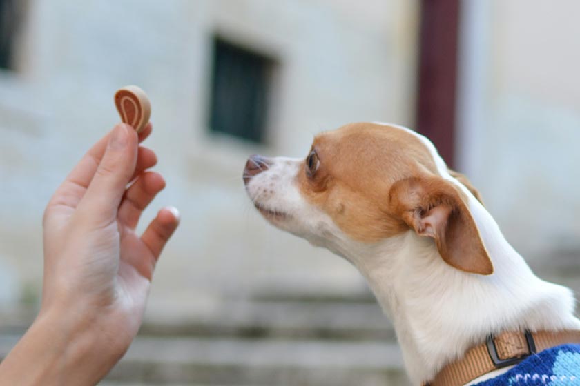 hungry puppy looking at a dog treat