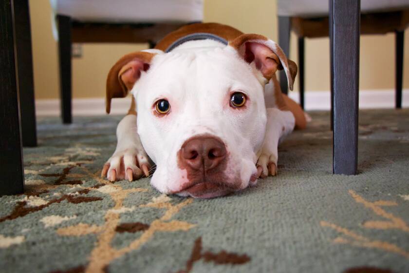 a sad dog lying on the floor under the table