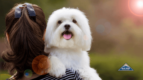 Why Life Is Better With A Dog