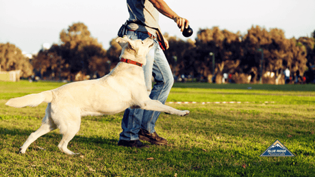 Image a dog looking at owner who is holding a toy, walking in a field.