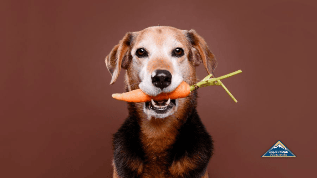 On a brown backdrop, a canine is nibbling on a carrot.