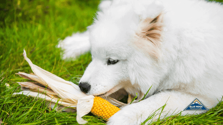 Dog chewing corn on the cob, with Blue Ridge Naturals logo on the side.