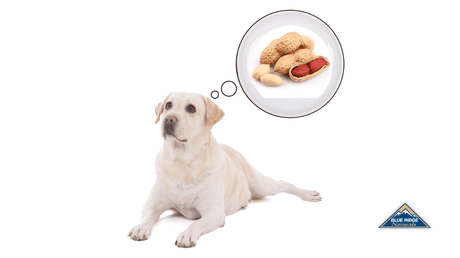 Can Dogs Eat Peanuts?
