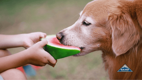 Can Dogs Eat Watermelon