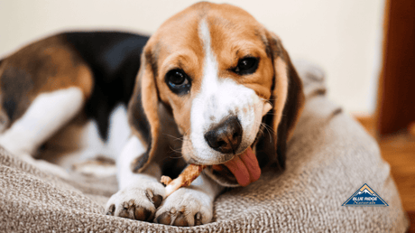 Beagle chewing on a dog treat.