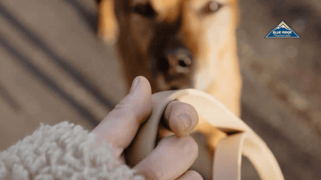 Hand holding leash with dog staring up.