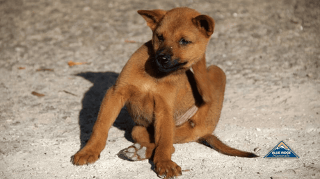 Puppy itching ear with his paw.