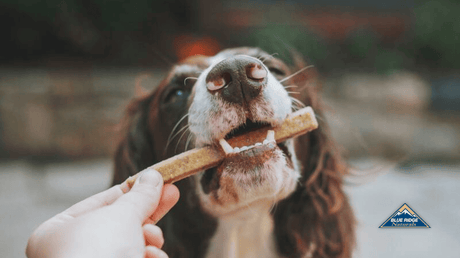 Dog biting on dental treat given by owner.