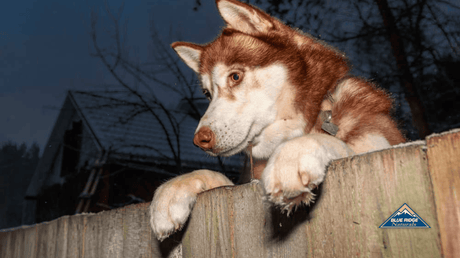 Malamute looking over wooden fence.