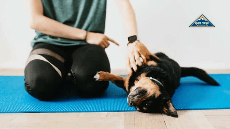 Dog on it's back getting belly rubbed by woman on a yoga mat.