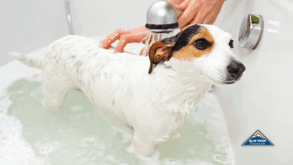 Wet Jack Russel Terrier getting bathed by owner in a bathtub.