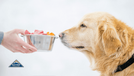 Human Snacks For Dogs (Sweet Potatoes, Peanut Butter, & More!)