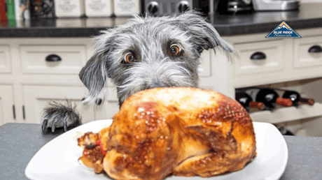 Dog eyeing a roasted chicken on the table.