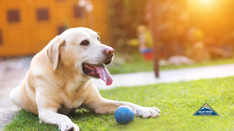 Fun Dog Games To Play With Your Pup This Summer!