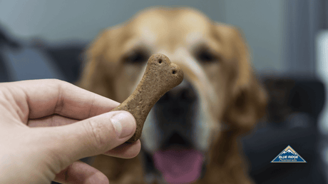 Dog looking at the dog treat in owner's hand, with Blue Ridge Naturals logo on the side.