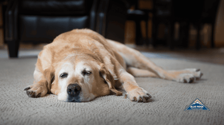 How To Potty Train An Older Dog (Yes, It’s Totally Doable!)