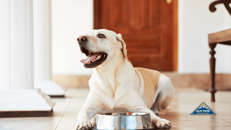 Dog in front of a bowl, with Blue Ridge Naturals logo on the side.