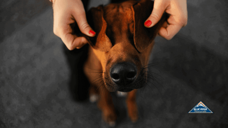 Image of an owner holding her dog's ears over its eyes.