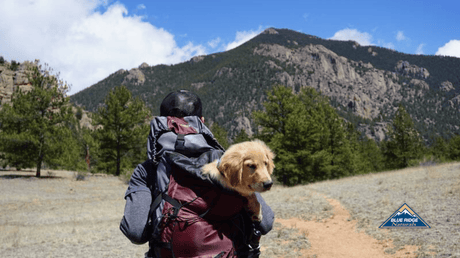 Dog Friendly Hiking - 6 Tips For The Trail