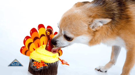 What Thanksgiving Foods Can Dogs Eat?