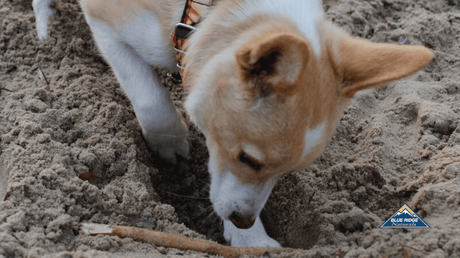 Dog digging a hole in the sand.