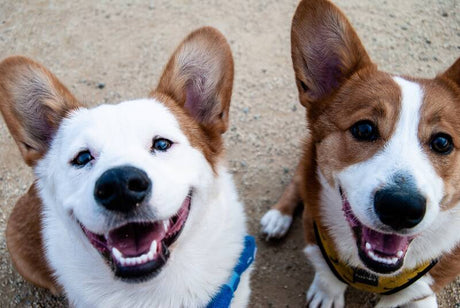 Two corgis looking up at the camera.