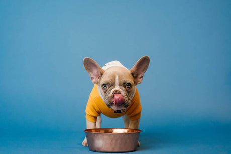 Dog eating salmon from a bowl (French bulldog puppy).