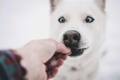 Photo of person feeding treats to a husky dog.