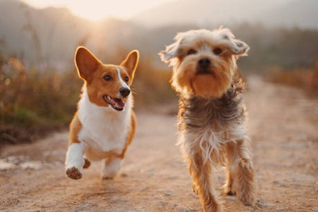 two happy and active dogs running