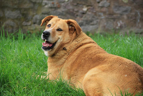a big fat dog lying on the grass and smiling