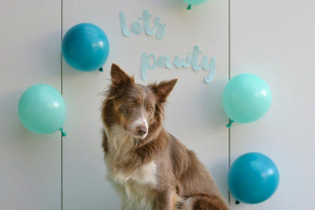 A dog at a party with blue balloons "Let's Party" sign on wall behind.