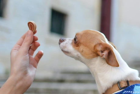 hungry puppy looking at a dog treat