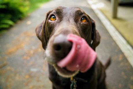 hungry dog showing her tongue out