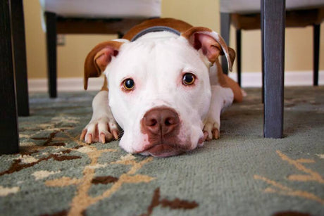 a sad dog lying on the floor under the table