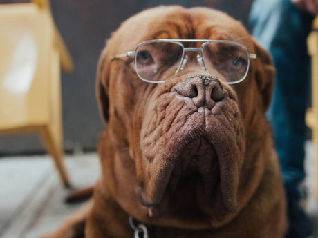an old dog wearing glasses