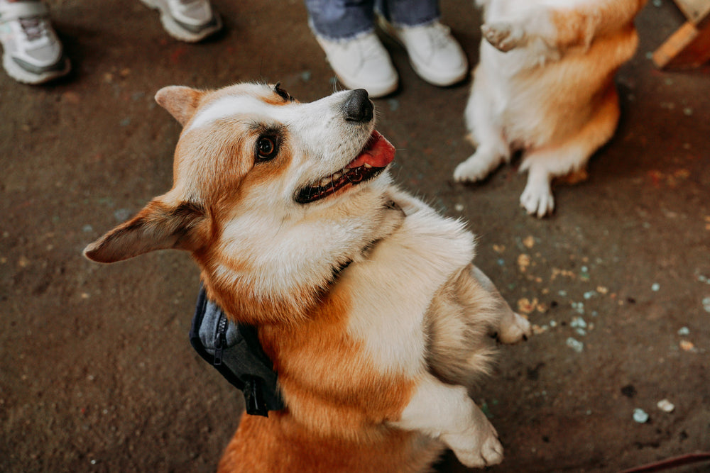 Corgi standing on her paws next to owner and another dog.