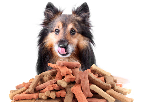 Collie licking her lips, with a pile of dog treats in front of her.