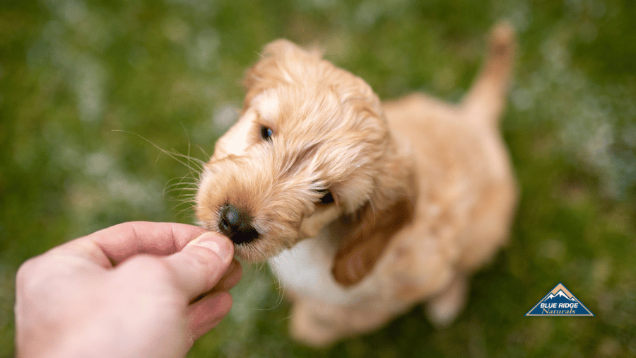 Man's hand giving puppy a treat in a field, with Blue Ridge Naturals logo on the side.