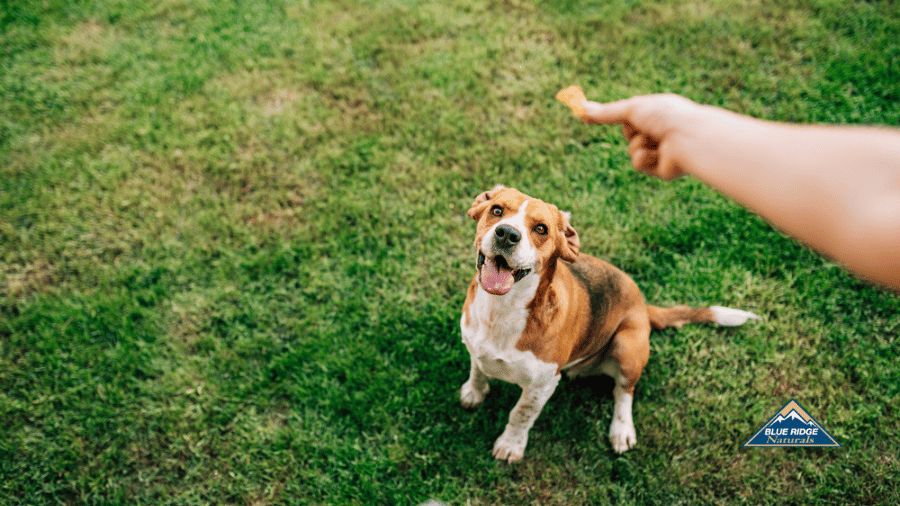 Woman's hand giving her dog a treat in a field, with Blue Ridge Naturals logo on the side.