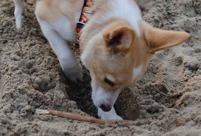 why is my dog burying his treat