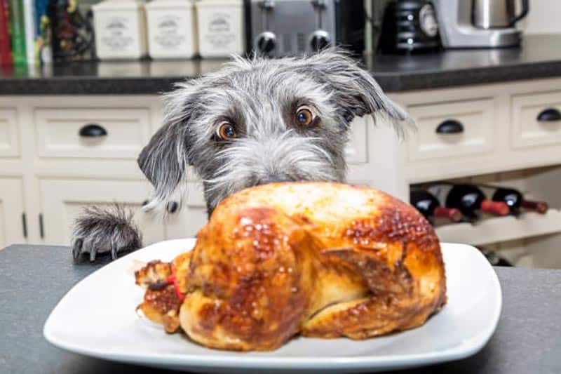 Is Chicken Good For Dogs? | Blue Ridge Naturals