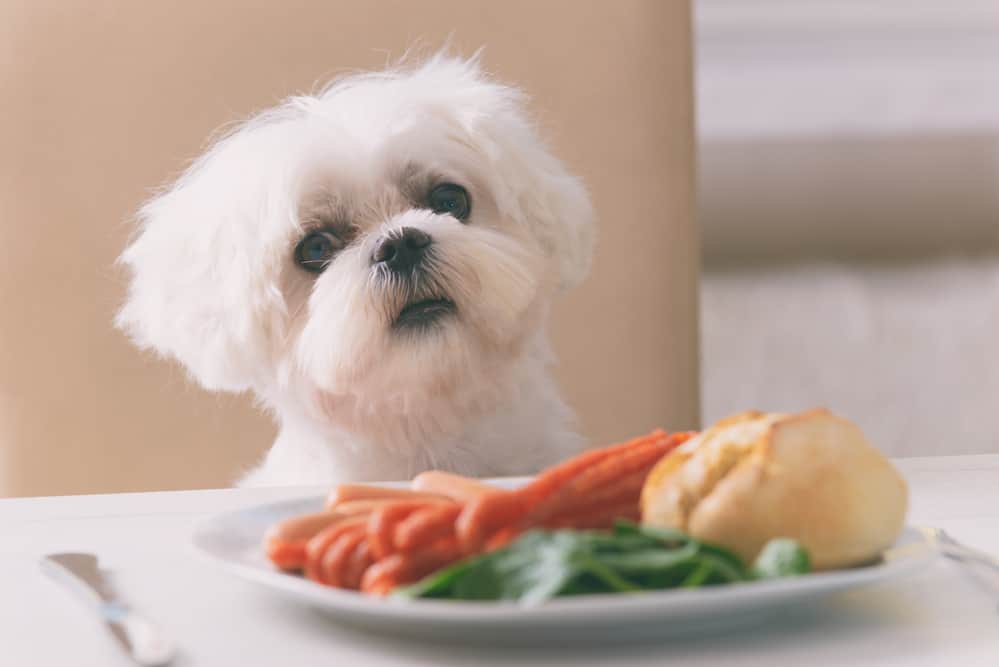 Puppy sitting in front of a large human meal at the table.