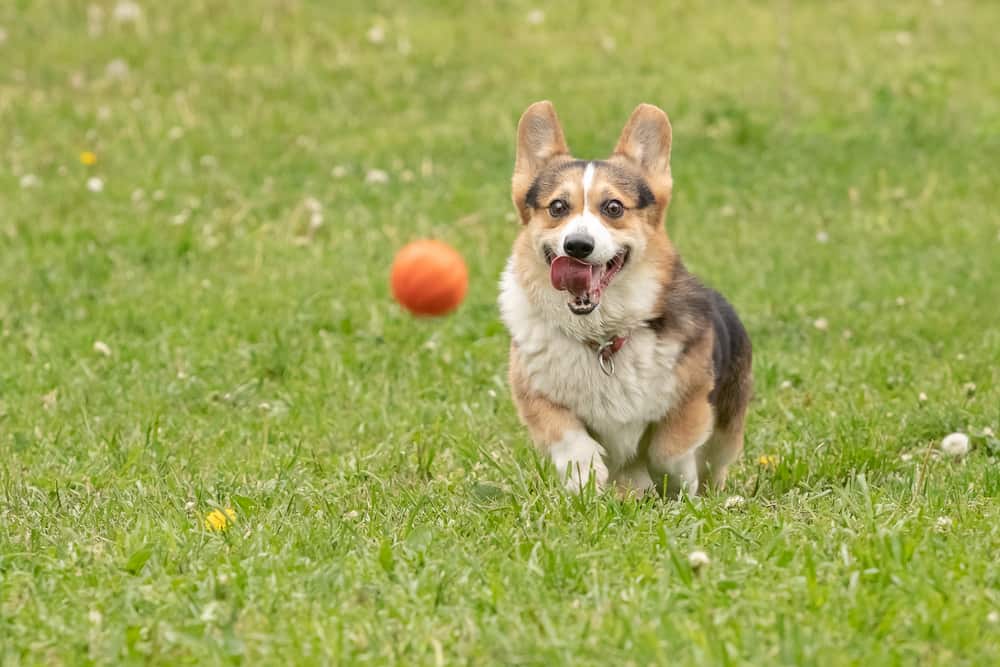 Happy dog running after a ball in the grass.